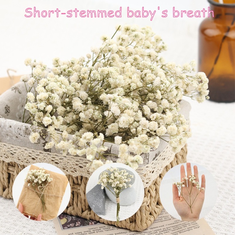 Florist Supply Vases - 50pcs Natural Dried Gypsophila Baby's Breath