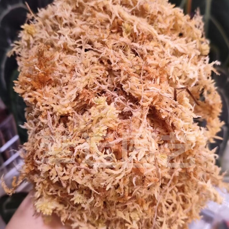 New Zealand 5A Sphagnum Moss f - Preserved Moss Sheet review and price